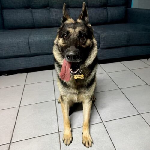 Categoria perros grandes - Perros Chidos