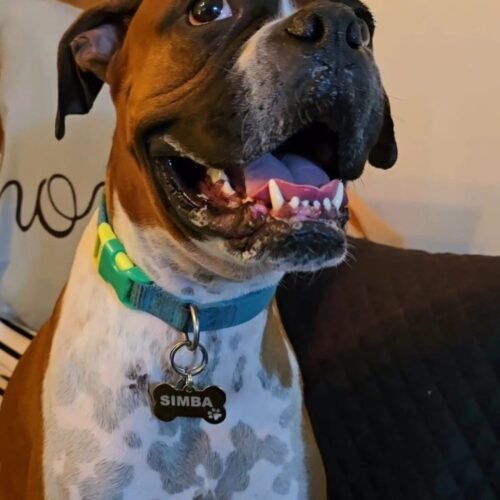 Perro simba placa - Perros Chidos