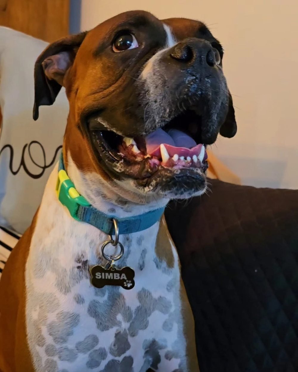 Bóxer con su placa hueso SIMBA